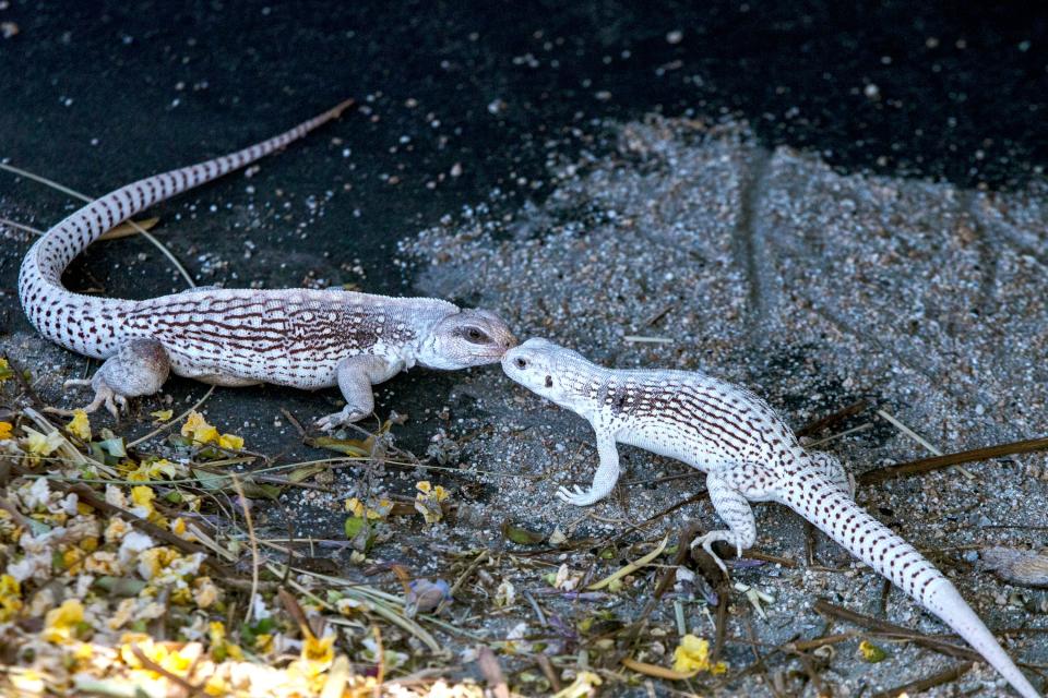 Two desert iguanas find respite from the heat in the shade of a vehicle in Cathedral City, Calif., on June 12, 2022. The National Weather Service issued an excessive heat warning for the Coachella Valley as temperatures reached triple digits.