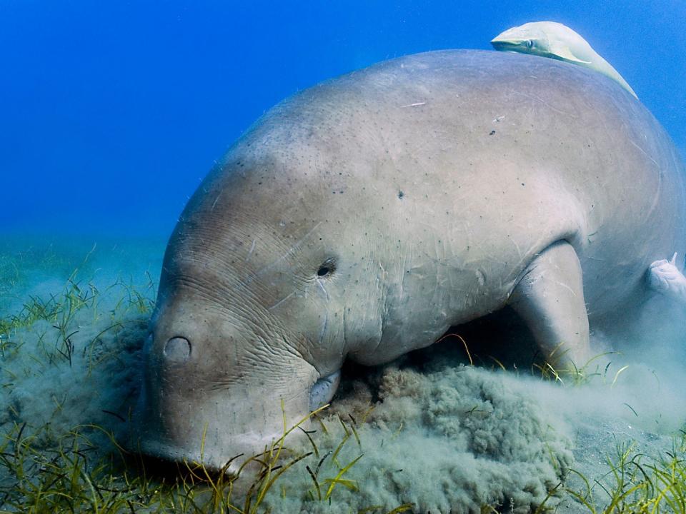 A dugong is seen grawing the sea bed.