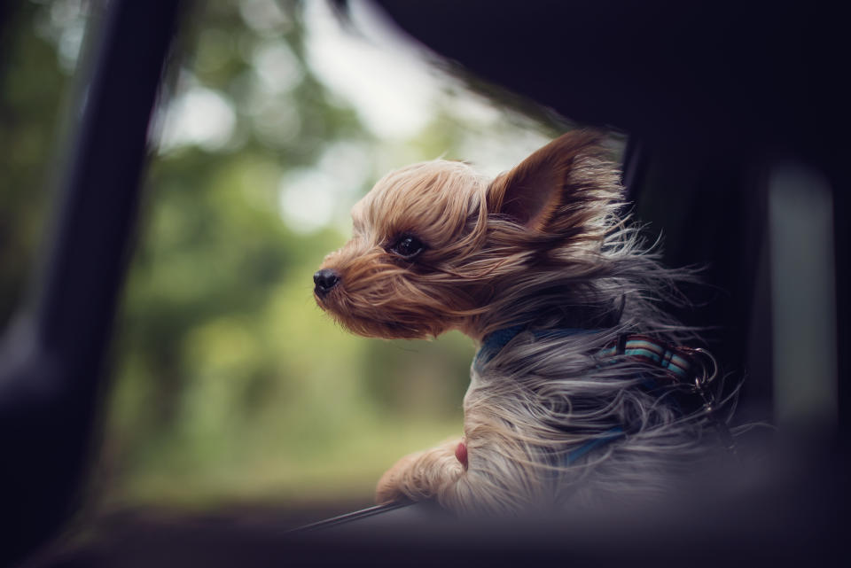 <em>Dogs die in hot cars – never leave pets unattended in places like cars, conservatories or caravans in hot weather (Picture: Getty)</em>