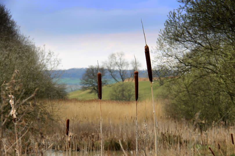 Guisborough Forest