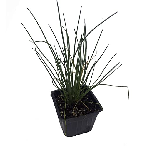 Organic Chives Plant, (Allium schoenoprasum) 2.5-inch Pot - Kitchen Garden Herbs Live Plant