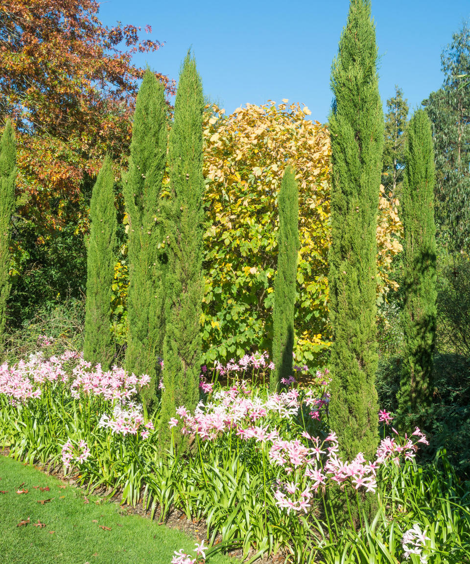 8. Italian cypress