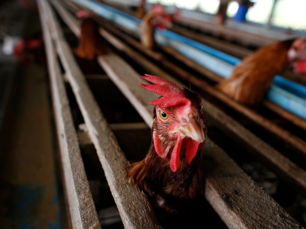 A woman in China was detected to have both H3N2 and H10N5 strains of bird flu (Getty Images)