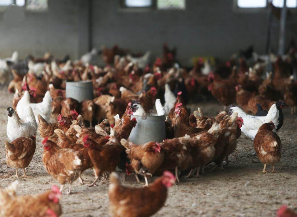 打不打禽流感疫苗引發爭議，農委會3月24日召開「禽流感防疫專家座談會」，討論禽流感疫苗的利弊。（報系資料照）