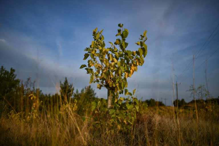 Soufli is surrounded by 300 hectares (741 acres) of mulberry trees -- the leaves of which are eaten by the silkworms