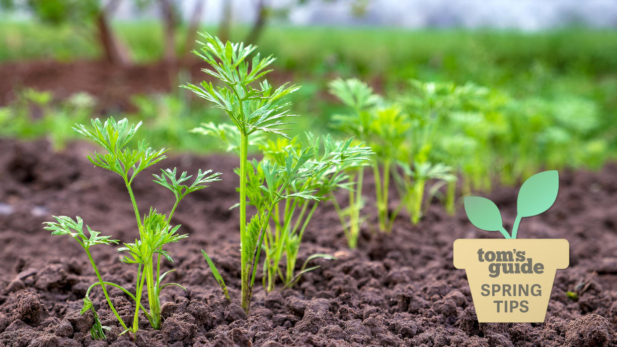  Carrots growing in soil with Tom's Guide Spring Tips logo. 