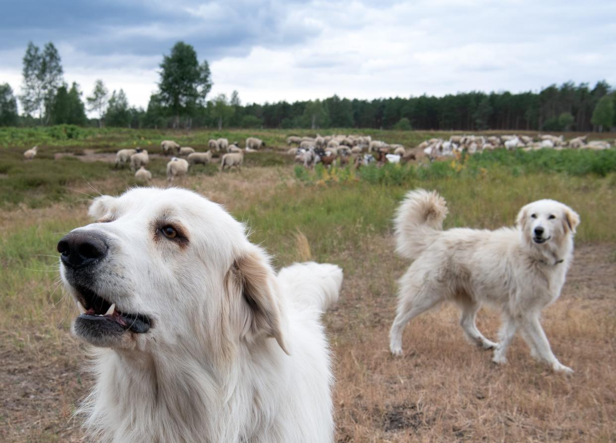 hunting dogs domesticated