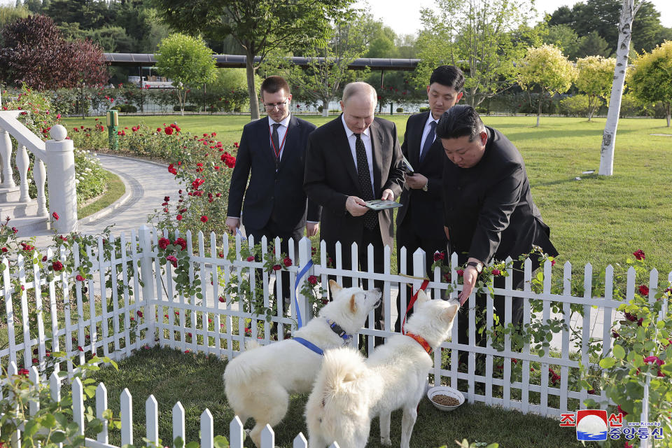 In this photo provided by the North Korean government, North Korean leader Kim Jong Un, right, presents a pair of Pungsan dogs to Russia's President Vladimir Putin, second left, at a garden of the Kumsusan State Guest House in Pyongyang, North Korea Wednesday, June 19, 2024. Independent journalists were not given access to cover the event depicted in this image distributed by the North Korean government. The content of this image is as provided and cannot be independently verified. Korean language watermark on image as provided by source reads: "KCNA" which is the abbreviation for Korean Central News Agency. (Korean Central News Agency/Korea News Service via AP)