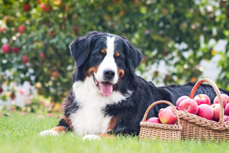 dog in apple orchard; can dogs go apple picking?