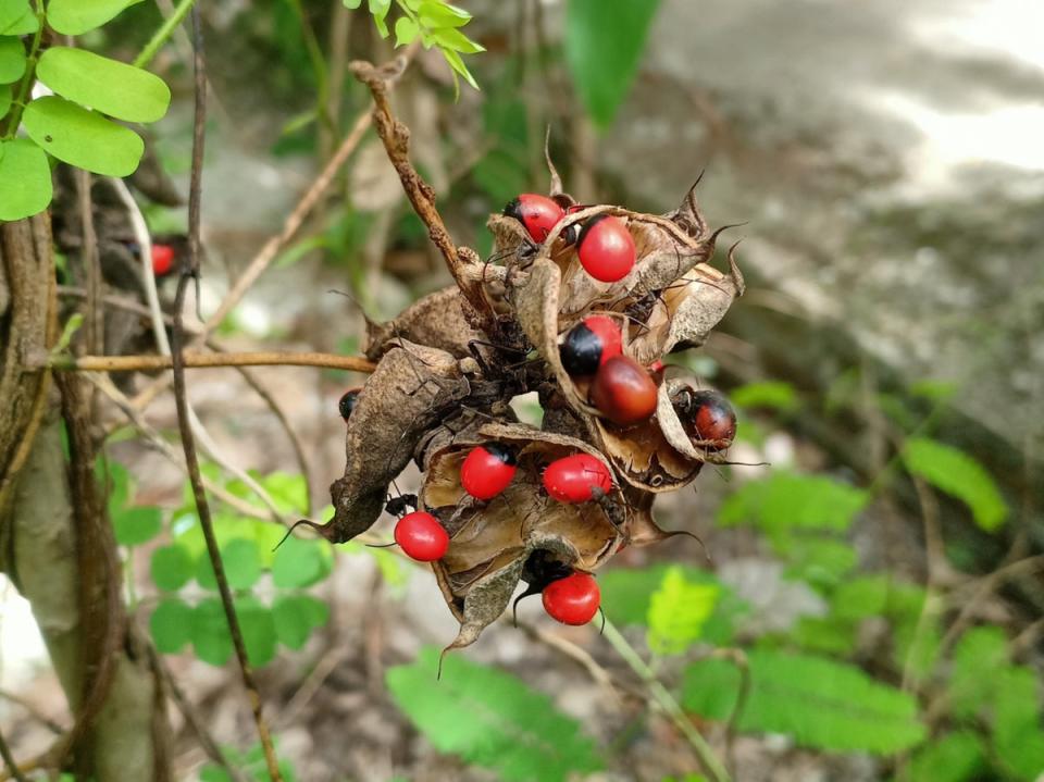 Abrin is a toxin found in rosary peas, making them one of the world’s most toxic plants (Getty Images/iStockphoto)