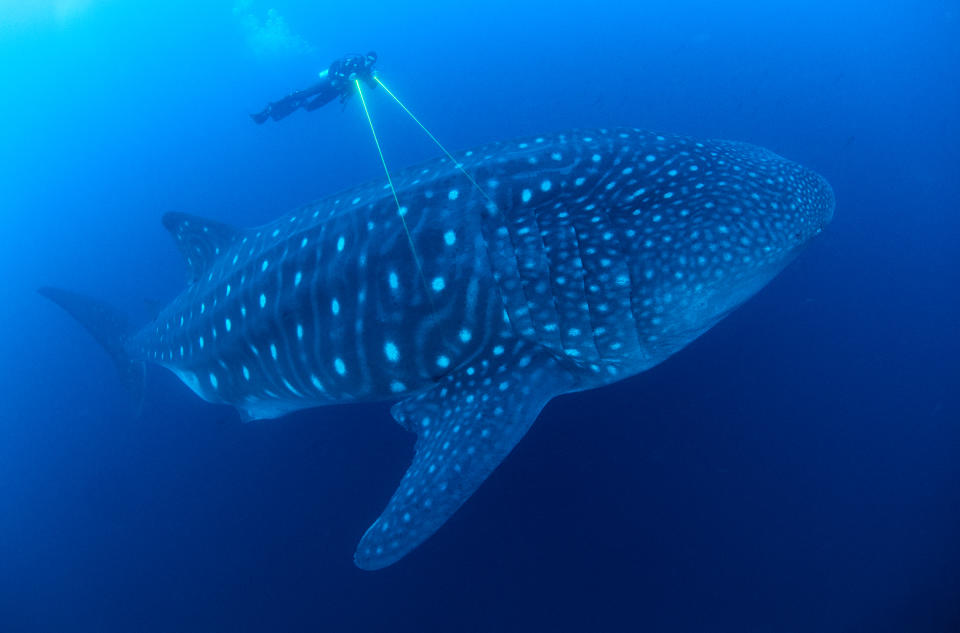 A scientist uses lasers to measure a whale shark, the largest fish in the ocean. In the Galapagos Islands, scientist Jonathan Green is trying to unravel the mystery of why large pregnant females arrive there every year. Protecting their migration routes is key to the species’s survival. (Photo: Jonathan Green/BBC)