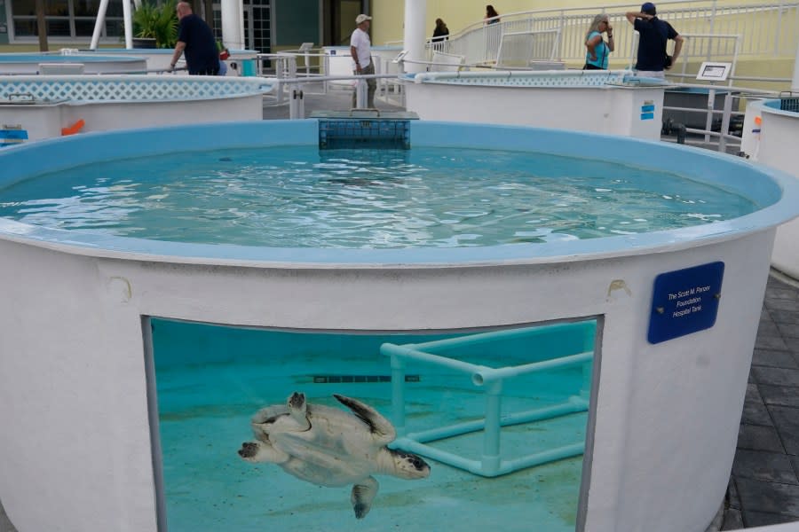 “Frosty,” a Kemp’s Ridley sea turtle, swims in a tank at the Loggerhead Marinelife Center, Tuesday, Dec. 12, 2023, in Juno Beach, Fla. Frosty is one of 13 turtles that have been given holiday-themed names while being treated at the center. Other names include Dreidel, Grinch and Elf. The turtles were flown from Massachusetts after suffering from a condition known as cold stun which makes them hypothermic. (AP Photo/Marta Lavandier)