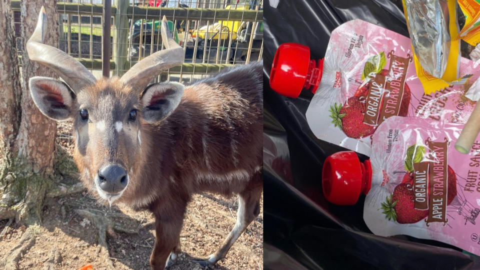 美國田納西州布萊特動物園的羚羊「利夫」被遊客亂扔的塑膠蓋噎死．園方在臉書貼出垃圾桶找到的吸嘴袋食品，強調這類食品不要帶進動物園。美聯社／FB@Brights Zoo