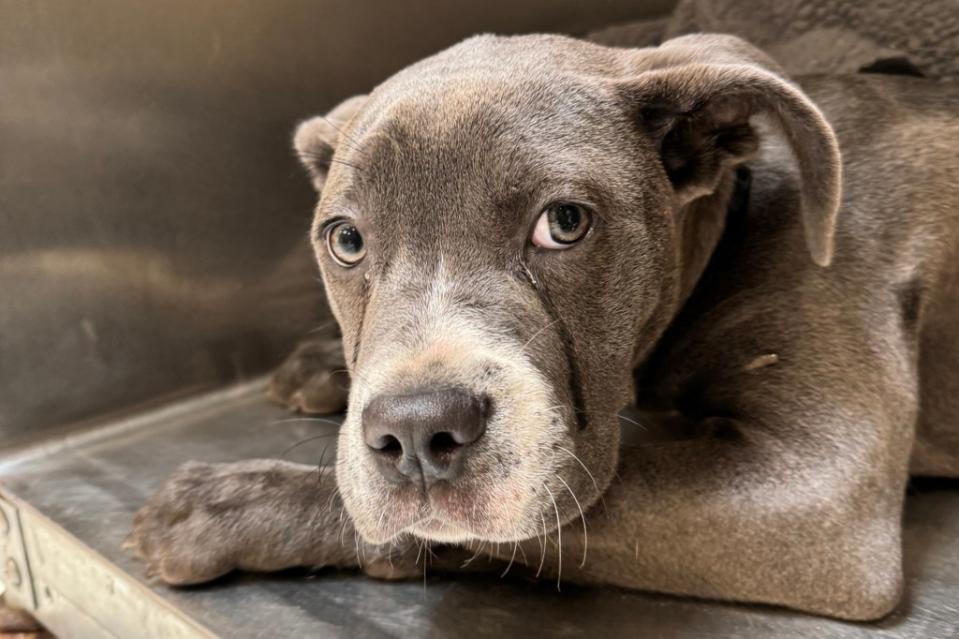 A teary-eyed and terrified Minerva was left at a local SPCA location at just 5 months old. Pennsylvania SPCA