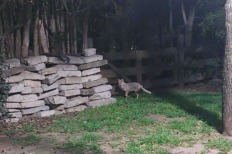 Los zorros grises arman madrigueras en lugares escondidos donde los humanos no puedan acceder y así poder tener crías 