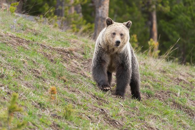 A grizzly bear roams in Yellowstone National Park.