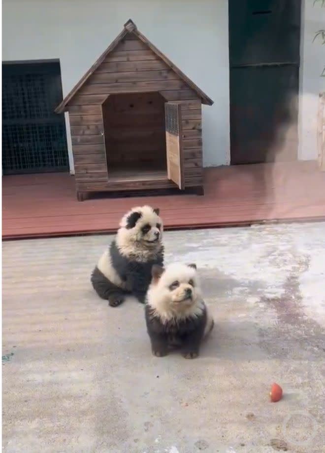 中國江蘇泰州市動物園內，兩隻「熊貓犬」讓不少遊客專程前往現場排隊打卡。（圖／翻攝自上游新聞）