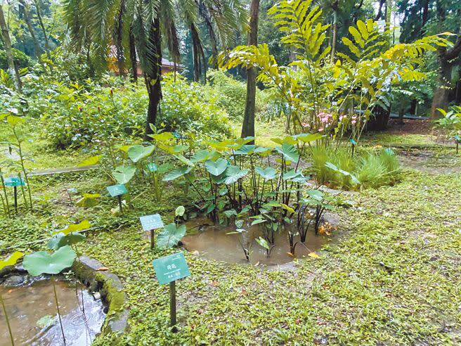 嘉義樹木園增加栽種外來種的水生植物、薑科植物，園區自然生態更多元豐富。（廖素慧攝）