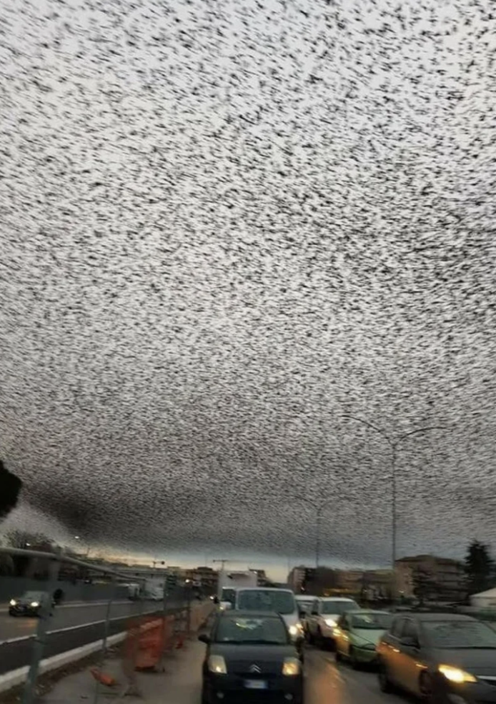 Birds in the sky