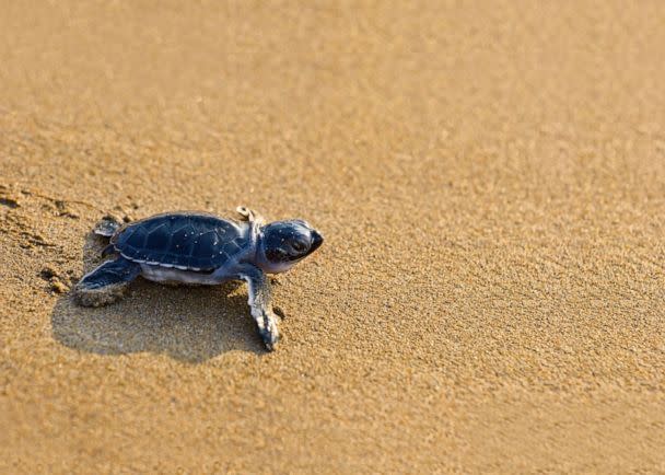 PHOTO: A new born loggerhead sea turtle. (Getty Images)