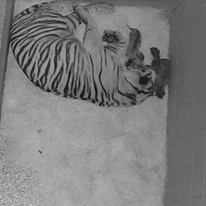 Anne, the mother tiger, and her new cubs (Courtesy: Nashville Zoo)