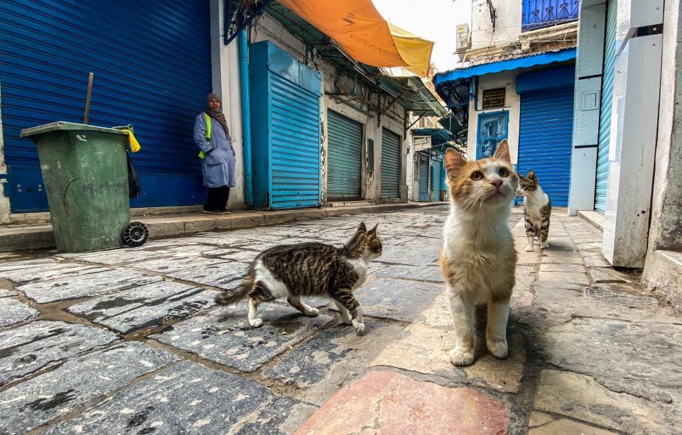 Cats on a nearly empty street in the Medina neighborhood of Tunis, Tunisia.