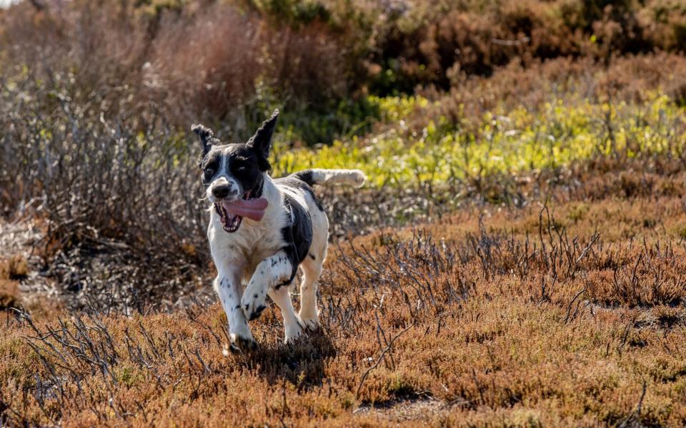 A dry spring has seen low grouse numbers on many moors - Charlotte Graham 