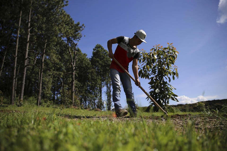 In this Oct. 2, 2019 photo, a farmhand tends to an avocado sapling at an orchard near San Juan Parangaricutiro, Michoacan state, Mexico. Because thieves often steal avocados from the orchards, most growers have had to put up chain-link fences and hire a guard. But it is the fear of kidnapping or the phone call demanding protection payments that is most feared. (AP Photo/Marco Ugarte)