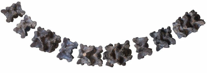 Reconstruction of Vasuki vertebrae. - Photo: S. Bajpai and D. Datta