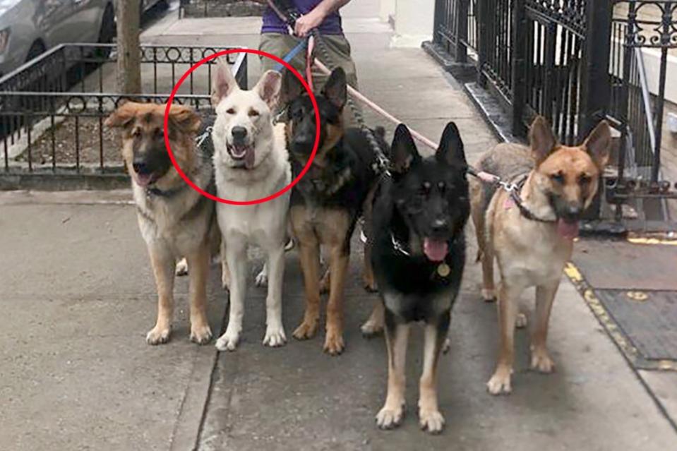 Syko, the white dog second from left, with his siblings and parents on the Upper East Side. Lynda Hudson