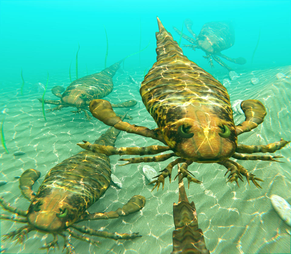 An illustration of eurypterids, also known as sea scorpions, traveling together in search of prey. Eurypterids are related to arachnids and include the largest known arthropods to have ever lived. They were formidable predators that thrived in warm shallow water, in both seas and lakes, from the mid Ordovician to late Permian (460 to 248 million years ago).
