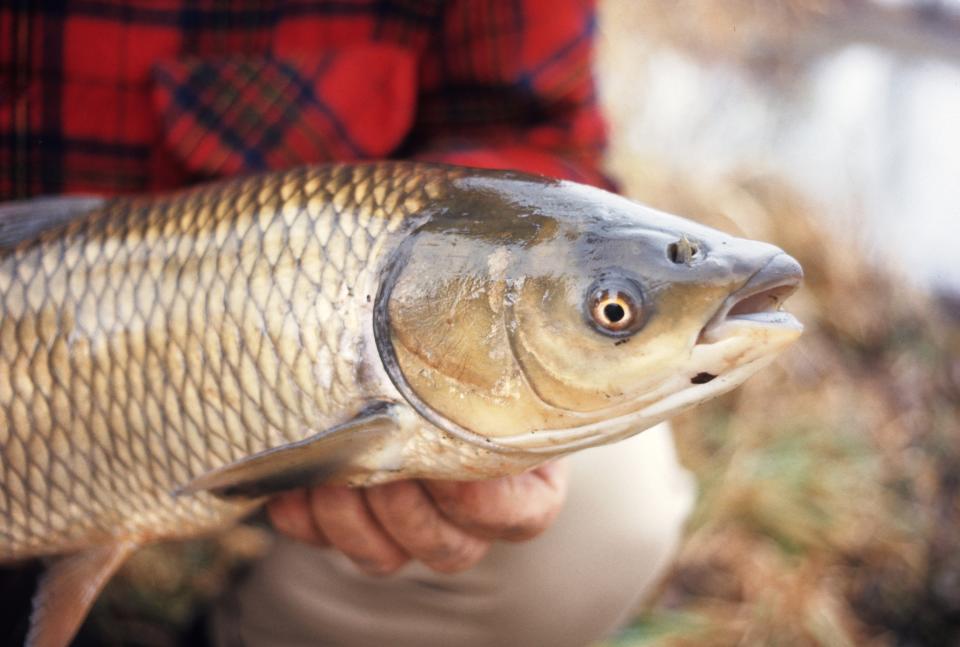 Grass Carp  