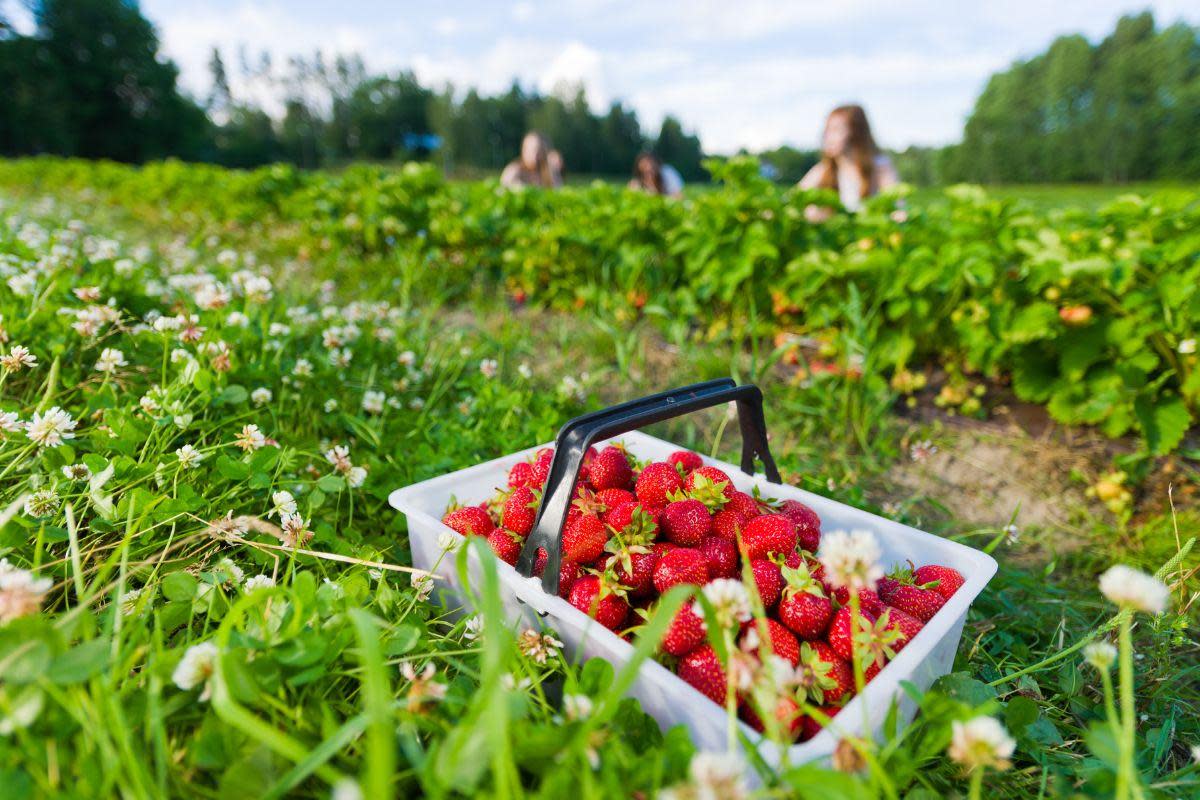 From F W Elgey P.Y.O Fruit to Brocksbushes Farm Shop, here are some of the best places to pick your own strawberries in the North East this summer <i>(Image: Getty)</i>