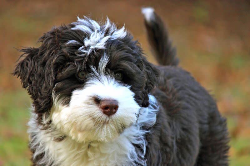 12) Portuguese Water Dog