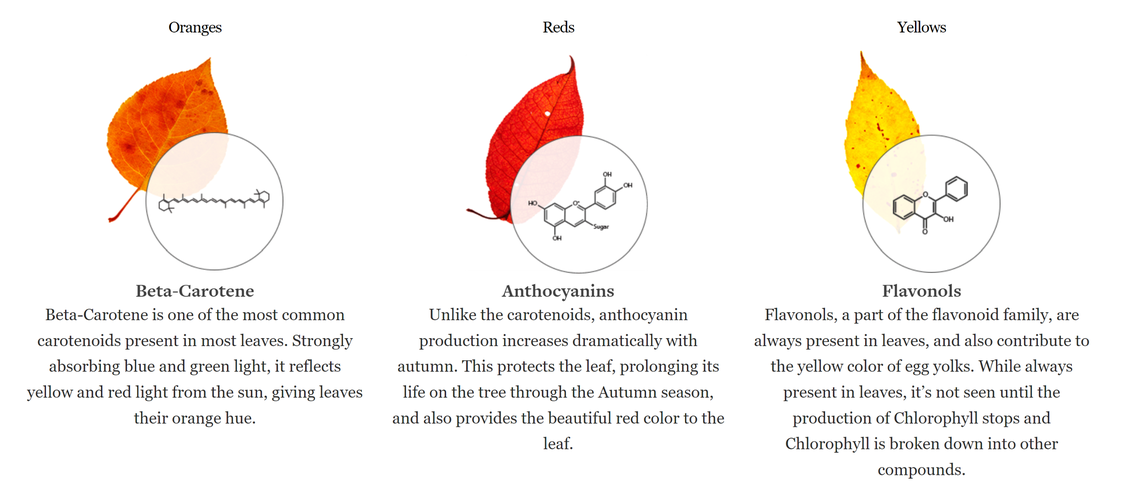 Beta-Carotene, Anthocyanins and Flavonols are three of the most common carotenoids that give leaves their natural color when not drowned out by chlorophyll.