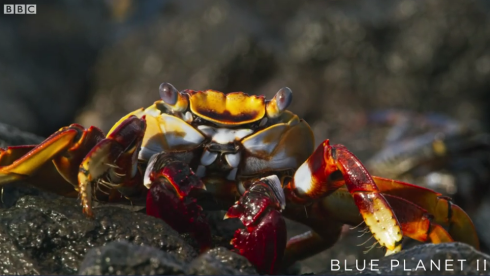 The sally lightfoot crab makes a bold escape. (BBC)