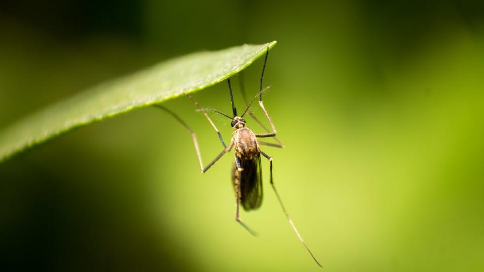 A British woman was infected with dengue fever in France (Shardar Tarikul Islam / Unsplash)