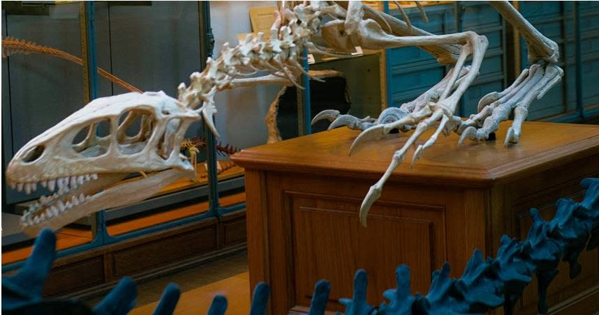 科學家在智利發現新恐龍化石。（示意圖／Pexels）