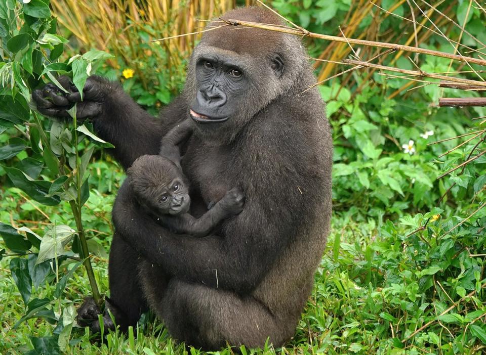  台北市立動物園建園106年以來首度成功繁殖的金剛猩 猩寶寶，在媽媽Tayari細心照顧下，持續健康穩定長大 ，園方也已確認寶寶是雄性個體。 （台北市立動物園提供）