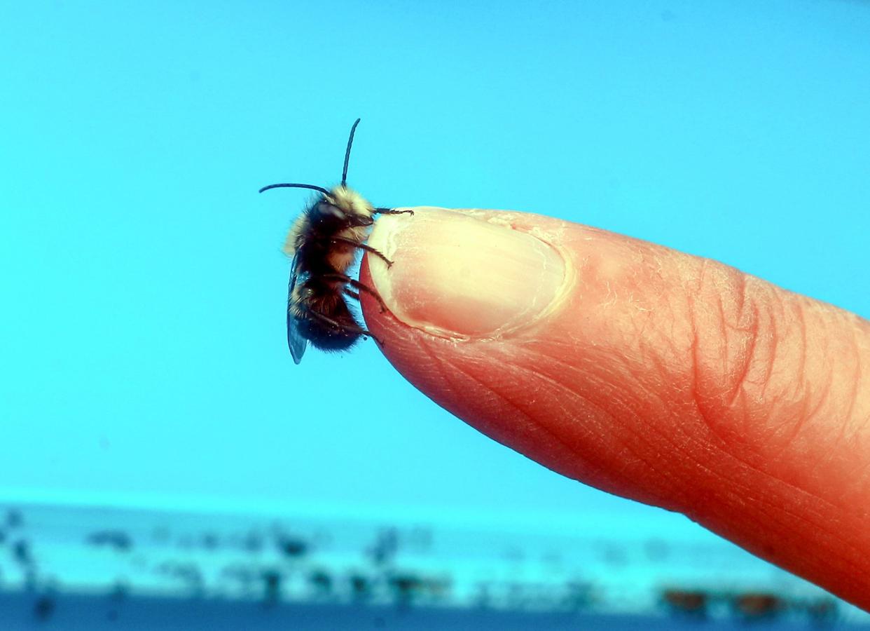 A mason bee sits on a fingertip. These gentle mega-pollinators are low maintenance and sting-free.