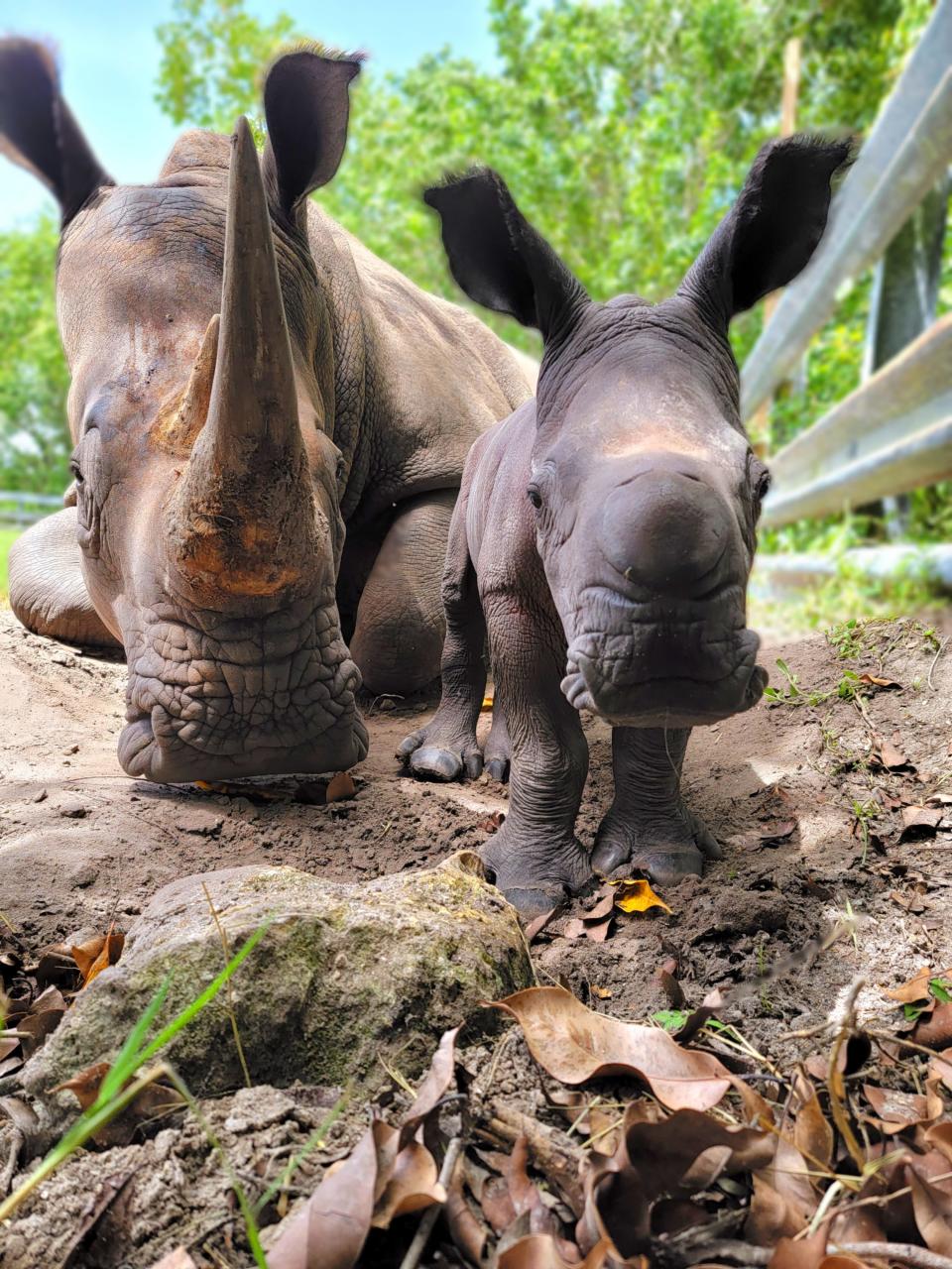 Lion Country Safari in Loxahatchee welcomed Ruby (right), a southern white rhinoceros, on Saturday, Aug. 6, 2022. She is the third rhino calf born at the animal park in the past year. With her is her mother, Blossom, a 7-year-old southern white rhinoceros.