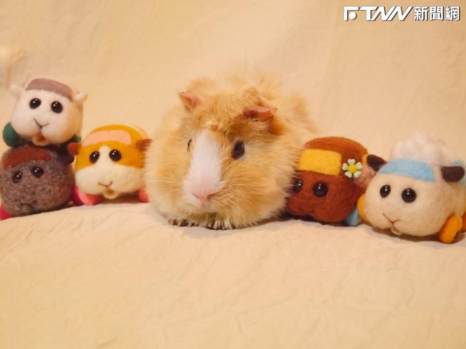 由見里朝希執導的日本原創定格動畫《天竺鼠車車》，2021年推出後，就因為溫馨療癒的風格爆紅，其中主角「馬鈴薯」的原型TSUMUGI，就是導演姊姊見里瑞穗的寵物。（圖／翻攝自見里朝希推特）