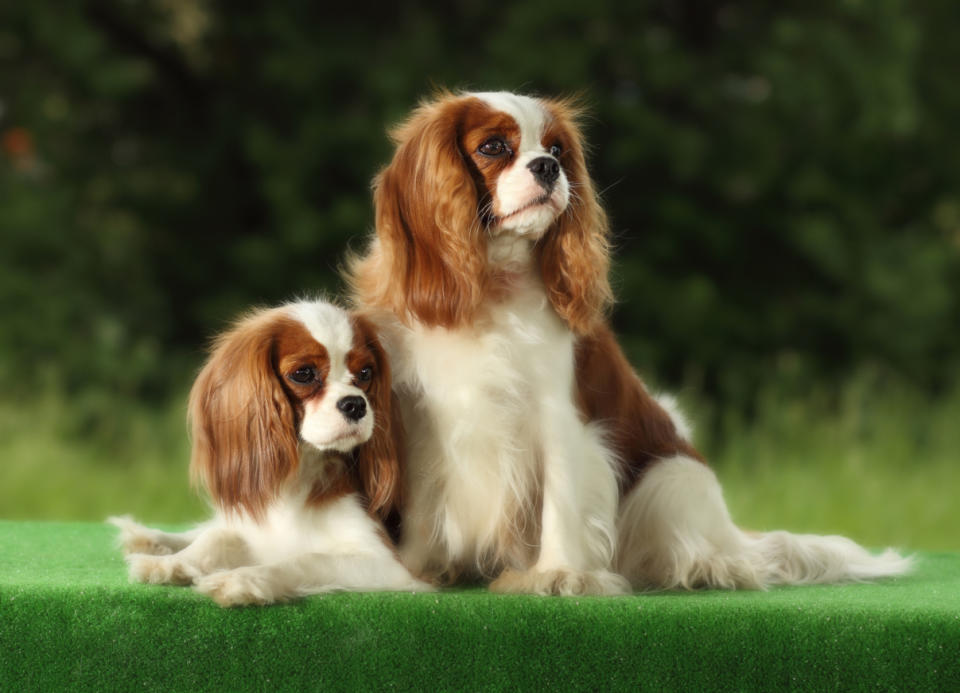 Cavalier King Charles Spaniel