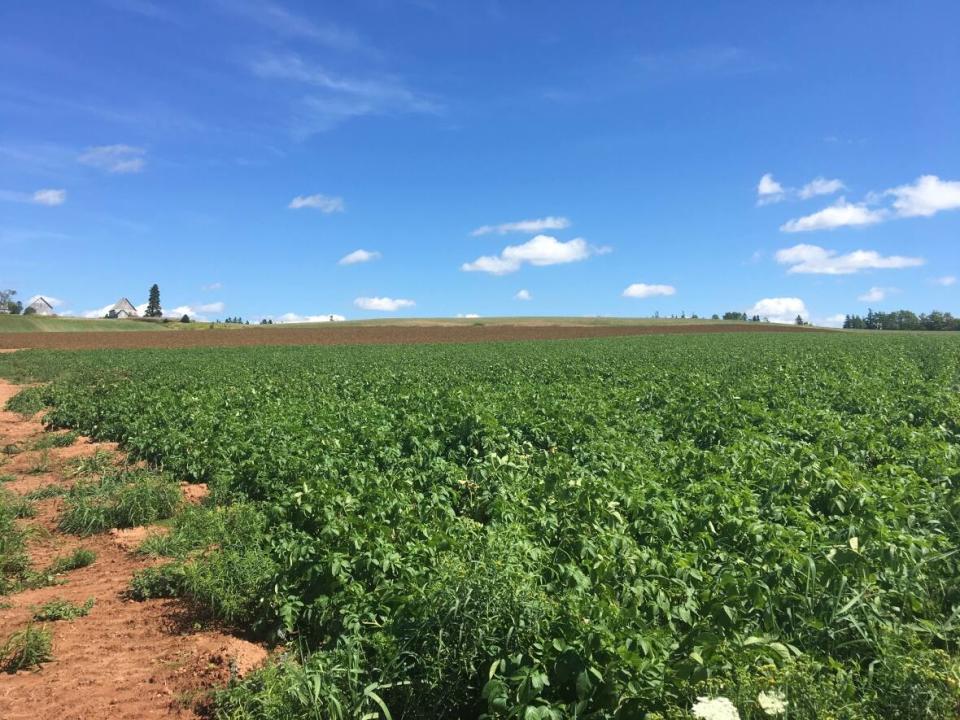 The Island is on track for a decent potato crop again. (Stephanie Kelly/CBCNEWS - image credit)