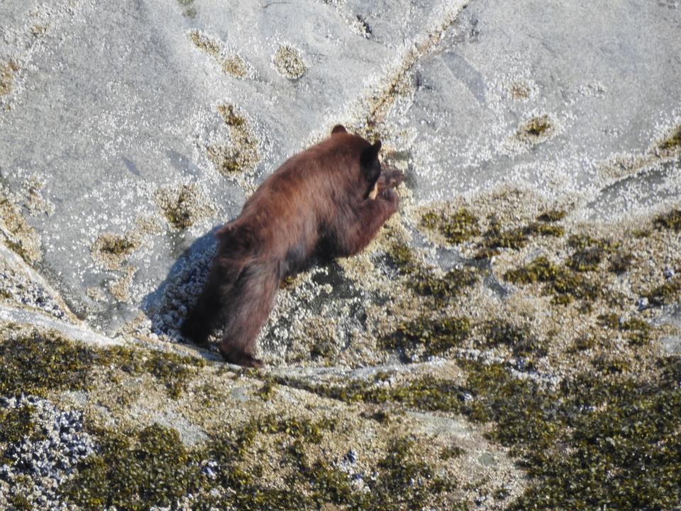 Black bears are often colored brown in the western United States. This one is at the tideline of a fjord in southeastern Alaska.