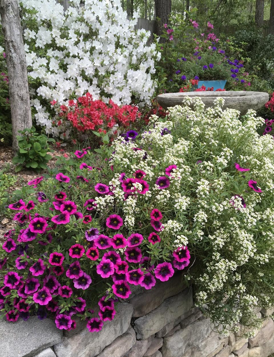 Superbells Blackcurrant Punch calibrachoa and White Knight sweet alyssum combine for a festive yet fragrant combination.
