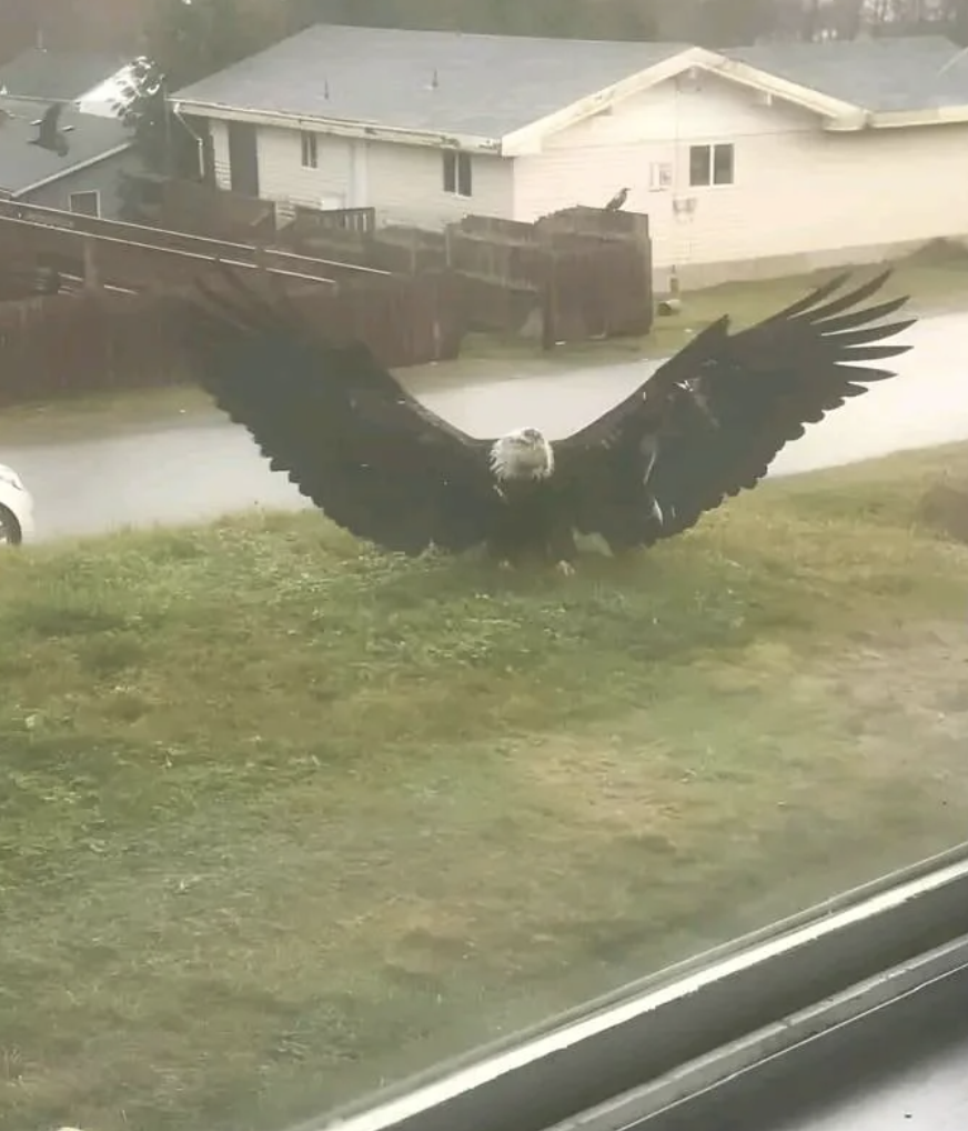 A large eagle with outstretched wings stands on a lawn in front of residential buildings