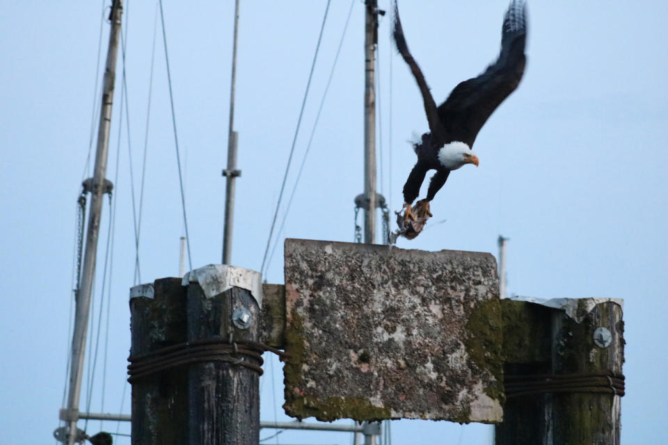 Bald eagle - Haida Gwaii - Jensen Edwards