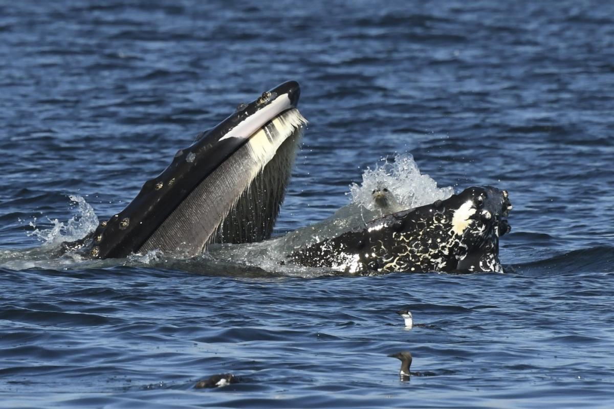 A bewildered seal found itself in the mouth of a humpback whale