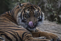 A Sumatran tiger of licks it's lips as it lays down in the Attica Zoological Park in Spata, near Athens, on Tuesday Jan. 26, 2021. After almost three months of closure due to COVID-19, Greece's only zoo could be approaching extinction: With no paying visitors or state aid big enough for its very particular needs, it still faces huge bills to keep 2,000 animals fed and healthy. (AP Photo/Petros Giannakouris)